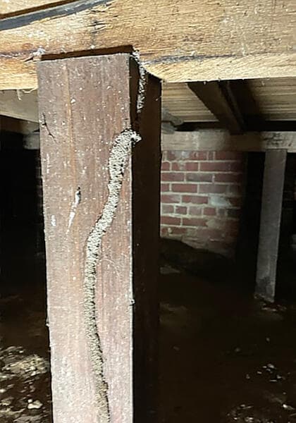 Termite lead uncovered during a Geelong pest inspection